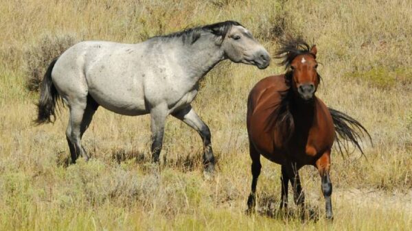 How to Stop a Horse from Bullying Other Horses