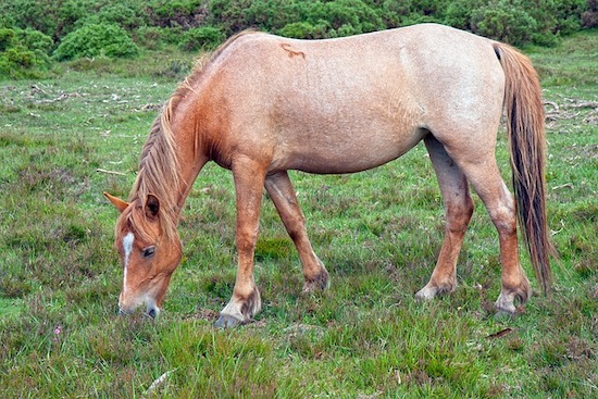 strawberry roan horse in field