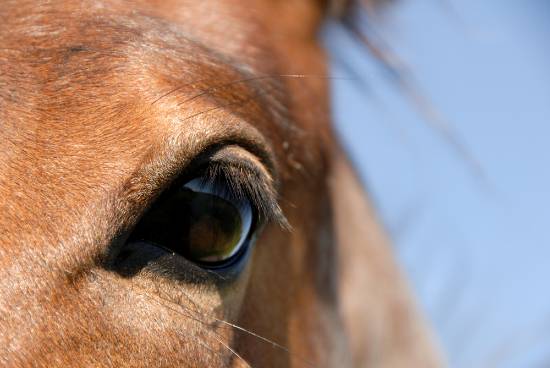 strawberry roan horses eye