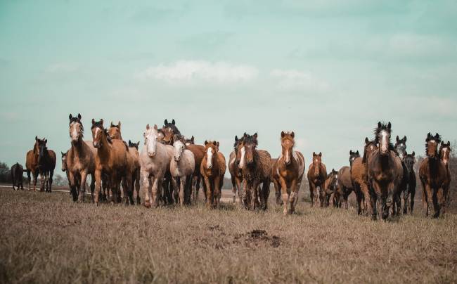 herd of wild mustang horses
