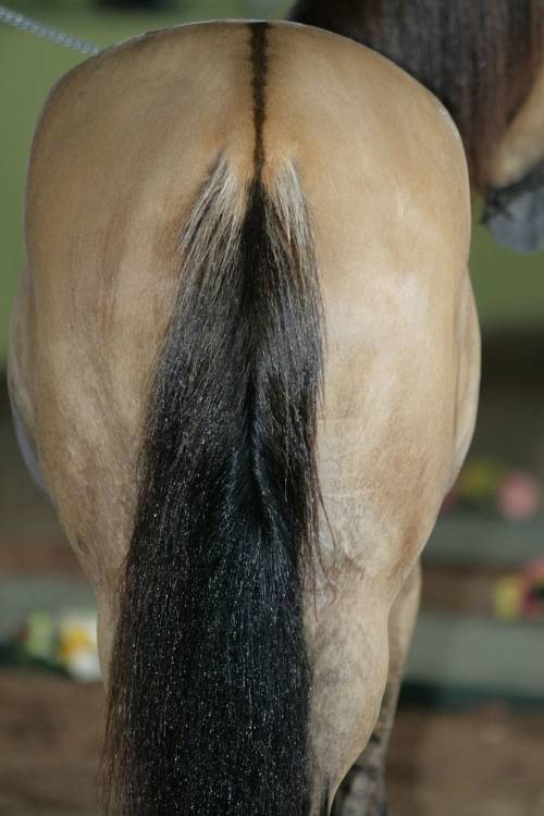 Dorsal stripe on horse