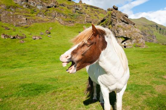 Horse using vocalization to communicate