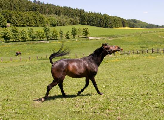 Horse running in the pasture