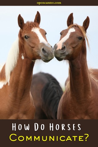 How Do Horses Communicate
