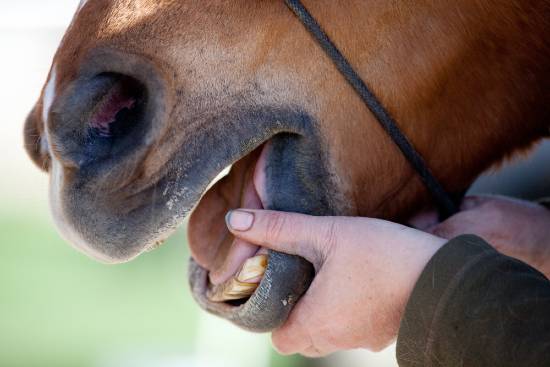 Vet examining horses teeth