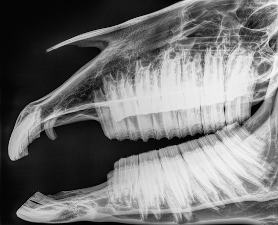 X ray of the skull of a horse, side view of teeth