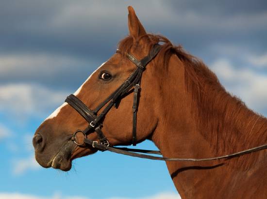 anxiety can cause challenging behavior in horses