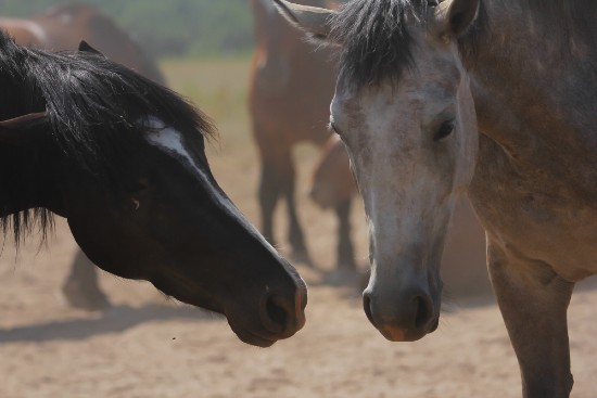 Horses communicate with their ears
