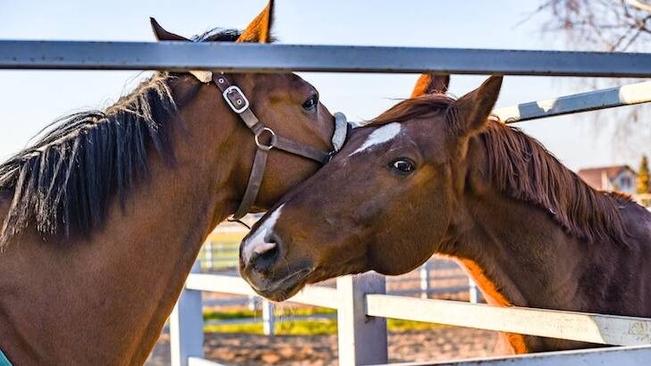 How do horses communicate