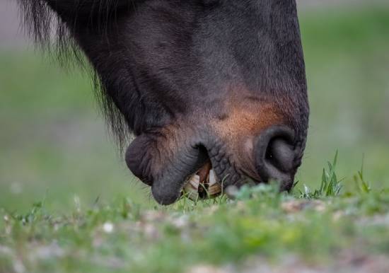 how do wild horses float their teeth