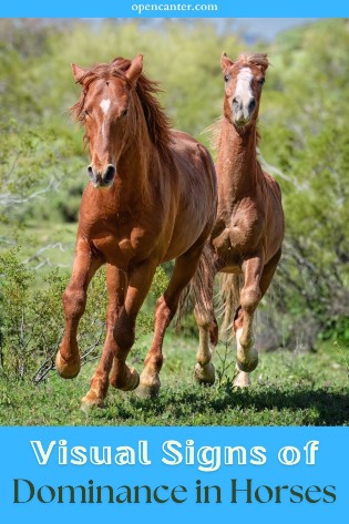 visual signs of dominance in horse