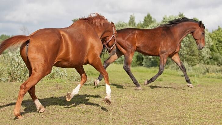 visual signs of dominance in horses