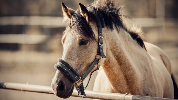 What is a Dun Horse?  A Guide to The Original Horse Color