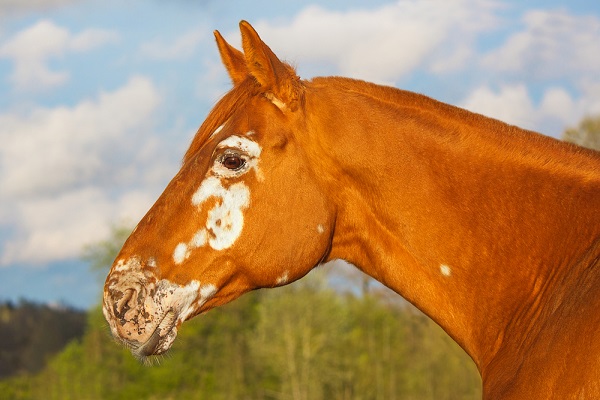 horse color genetics - red stallion with spots