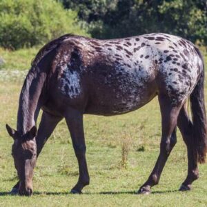 Horse Color Genetics Explained In Simple Terms