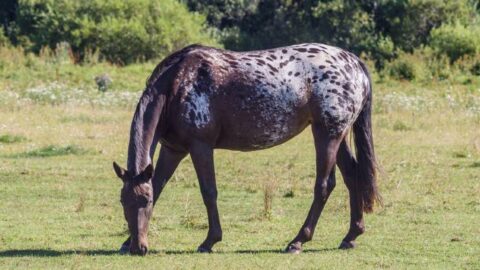 Horse Color Genetics Explained In Simple Terms