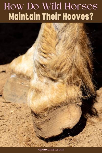 How Do Wild Horses Maintain Their Hooves