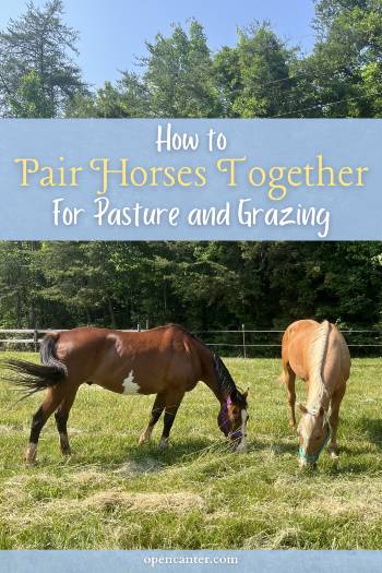 How to Pair Horses Together for pasture