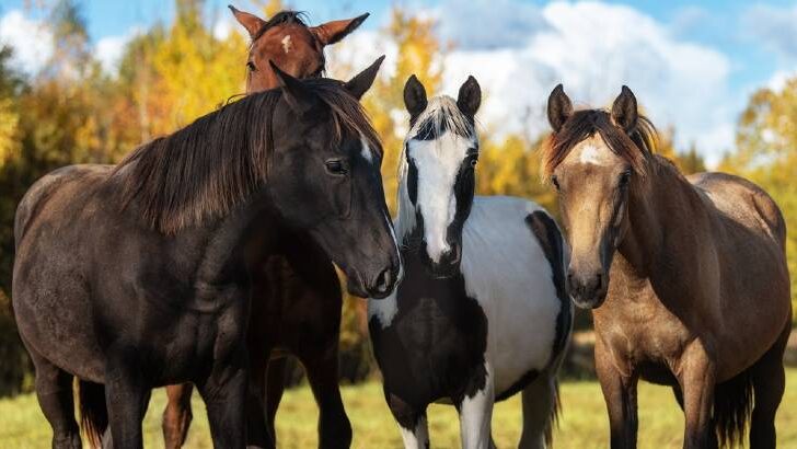 How to pair horses together for pasture