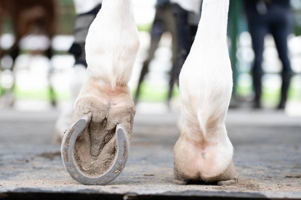 How to wild horses maintain their hooves