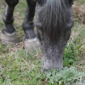 How do Wild Horses Maintain Their Hooves?