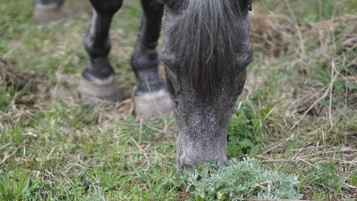 How do wild horses maintain their hooves
