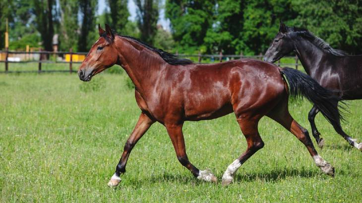 Treats For Horses – The Good, The Bad and the Dangerous