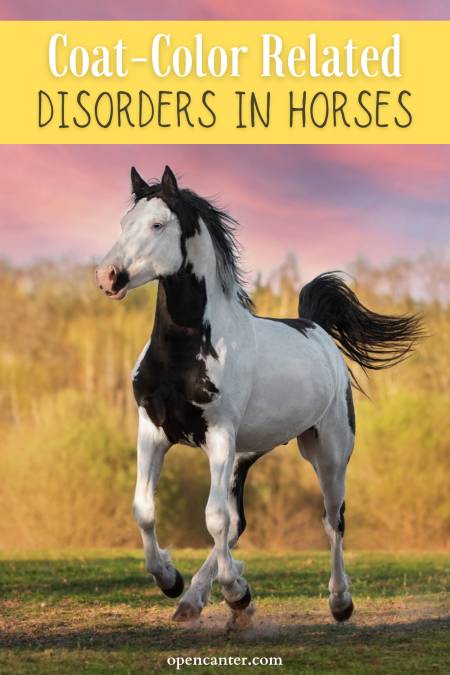 Coat color related disorders in horses