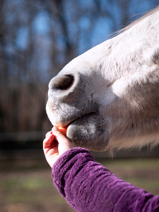 Horse eating a carrot treat