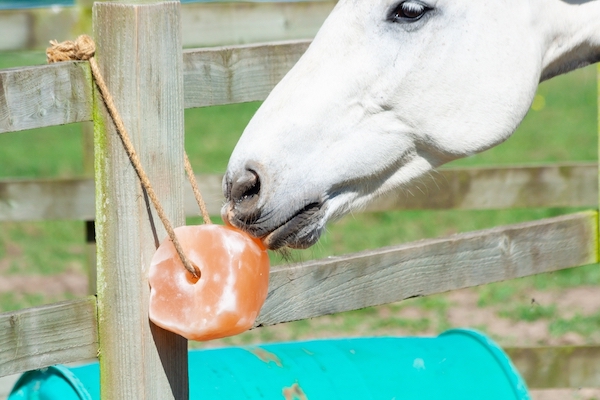 Horse lick treats