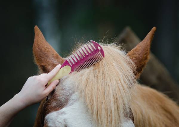 How to trim a horses forelock