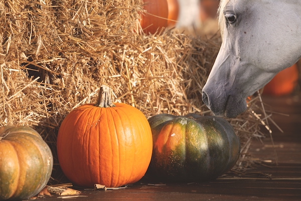 pumpkin treats for horses