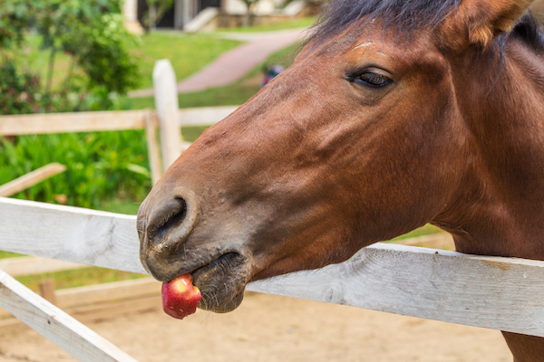 Horse eating an apple treat