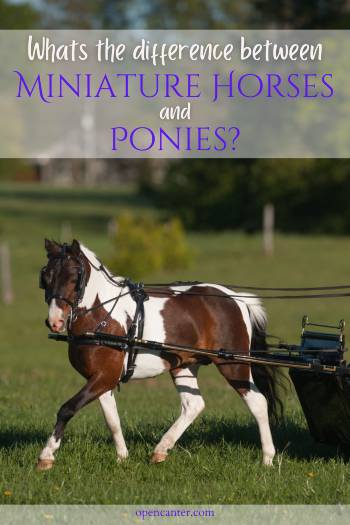 Miniature horses versus ponies