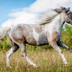 Miniature Horses Versus Ponies? Differences And Similarities
