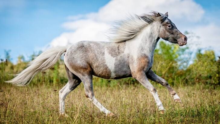 Spotting the Difference: There is more to Appaloosa horses than their coats